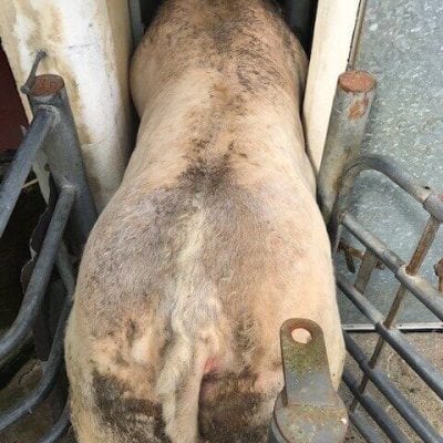 Some-cows-are-too-big-rotated-1