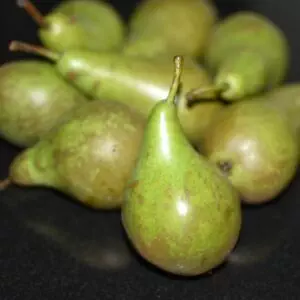 Gallagher's Pear
