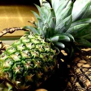 Gallagher's Pineapple