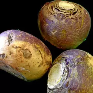 Gallagher's Turnip