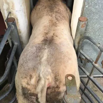 Some-cows-are-too-big-rotated-1 Some-cows-are-too-big-rotated-1